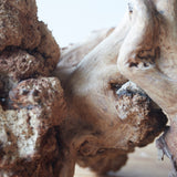 石喰みの地中瘤のオブジェ 大 奈良時代/710-794CE