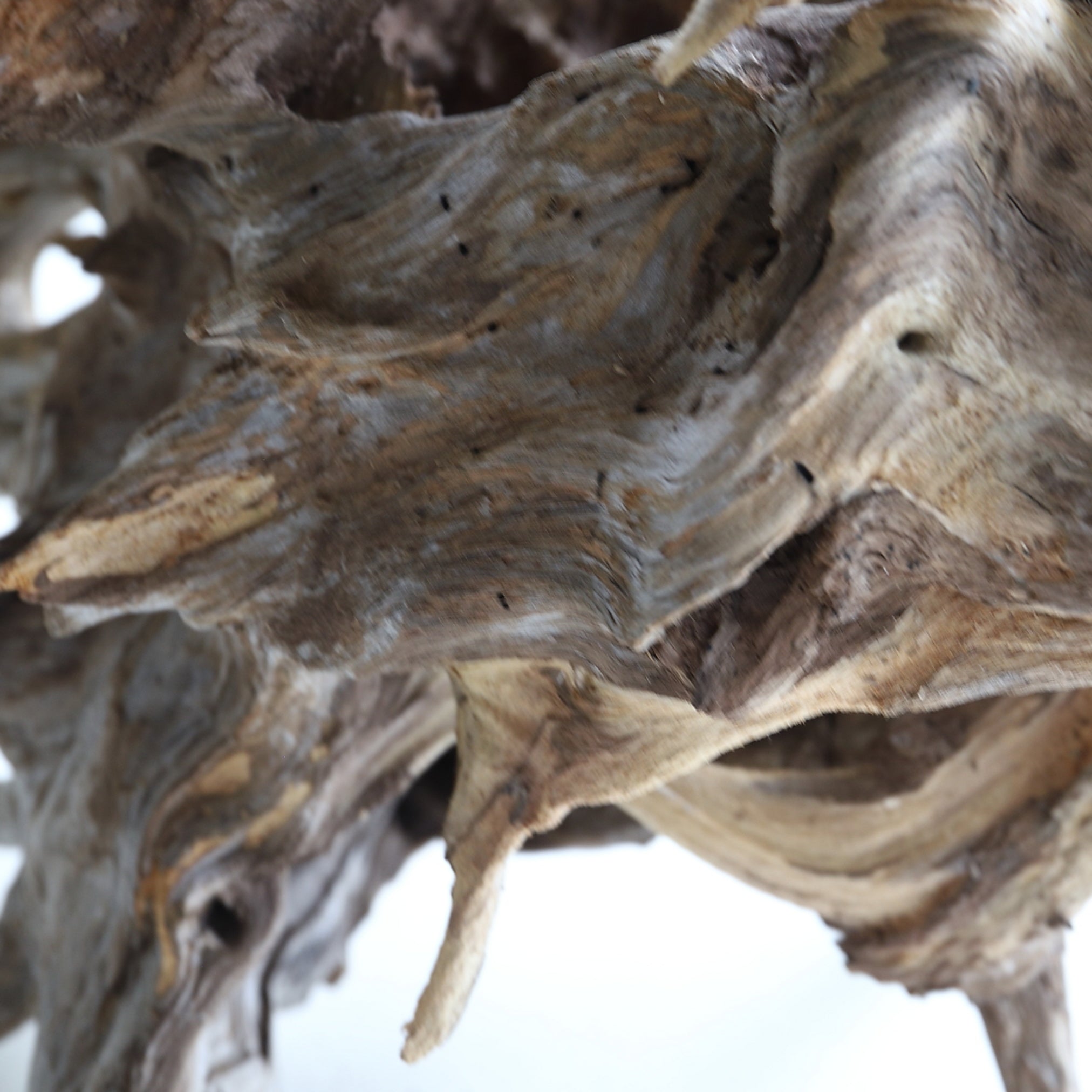 DRIFTWOOD