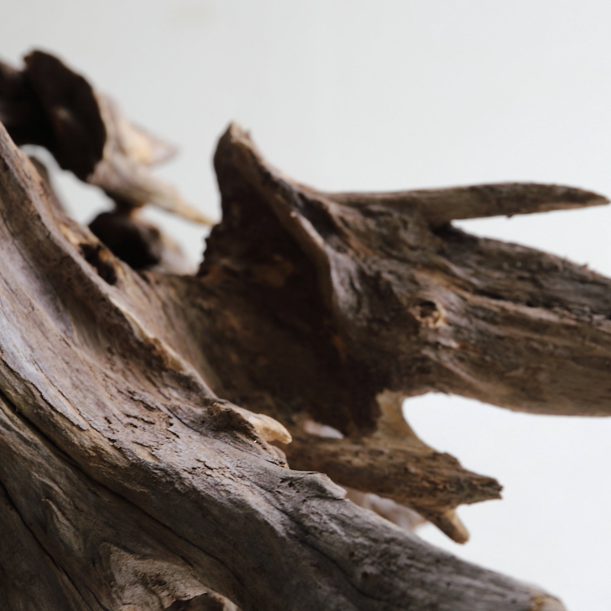 DRIFTWOOD