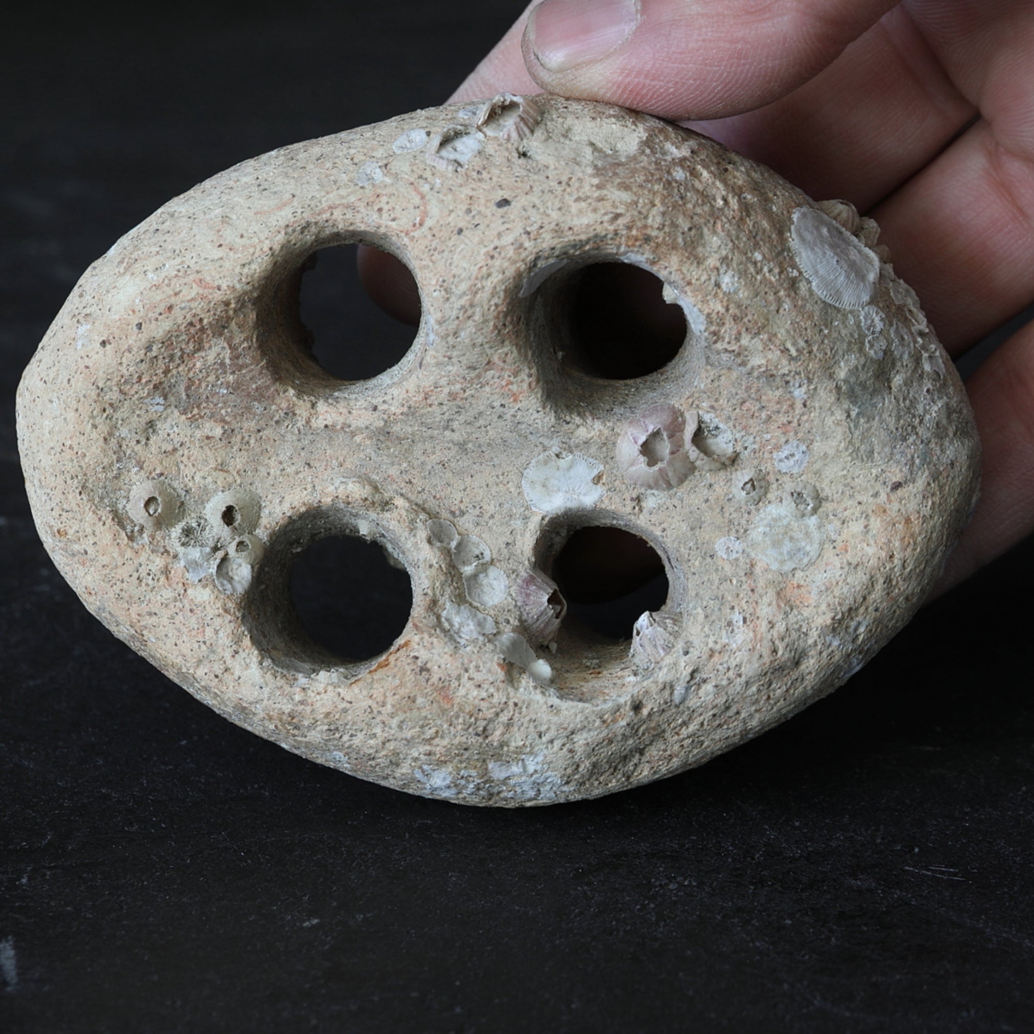 PERFORATED DISCOIDAL OBJET, Earthenware, Sea-recovered, Mitate(flower holder), Jomon Period(10000–300BCE)