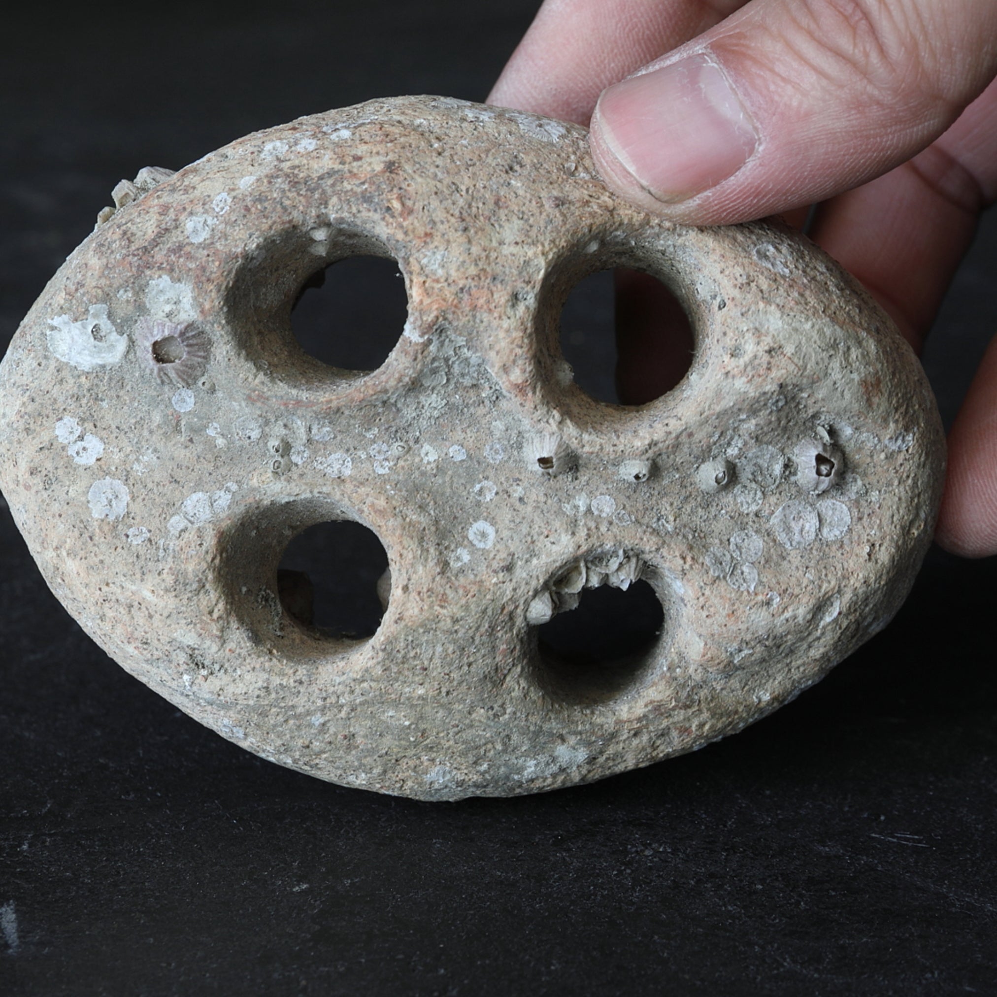 OBJETO DISCOIDAL PERFORADO, Loza, Recuperado del mar, Mitate(soporte para flores), Período Jomon(10000–300 a. C.)