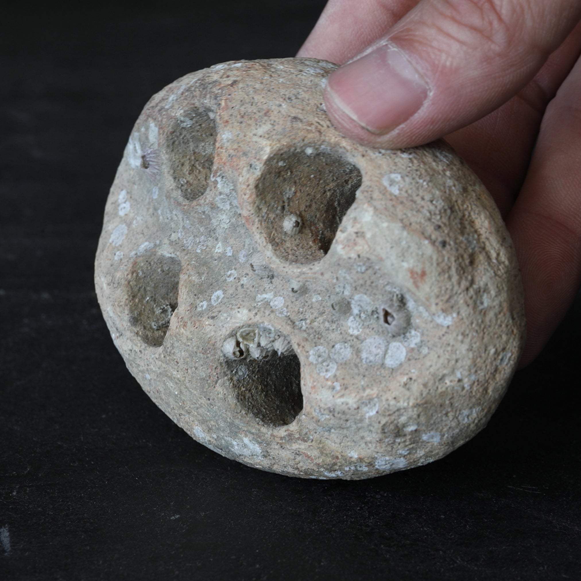 OBJETO DISCOIDAL PERFORADO, Loza, Recuperado del mar, Mitate(soporte para flores), Período Jomon(10000–300 a. C.)