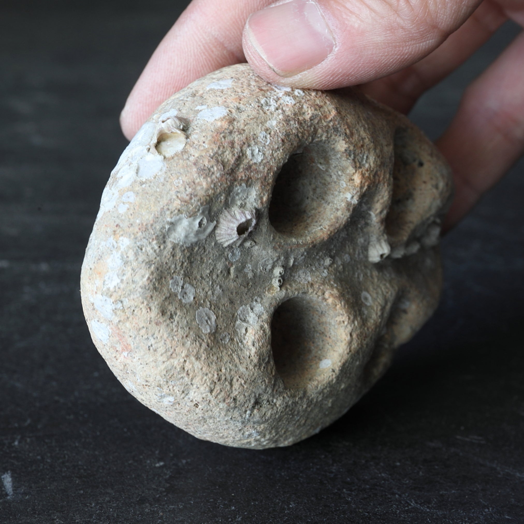 OBJETO DISCOIDAL PERFORADO, Loza, Recuperado del mar, Mitate(soporte para flores), Período Jomon(10000–300 a. C.)