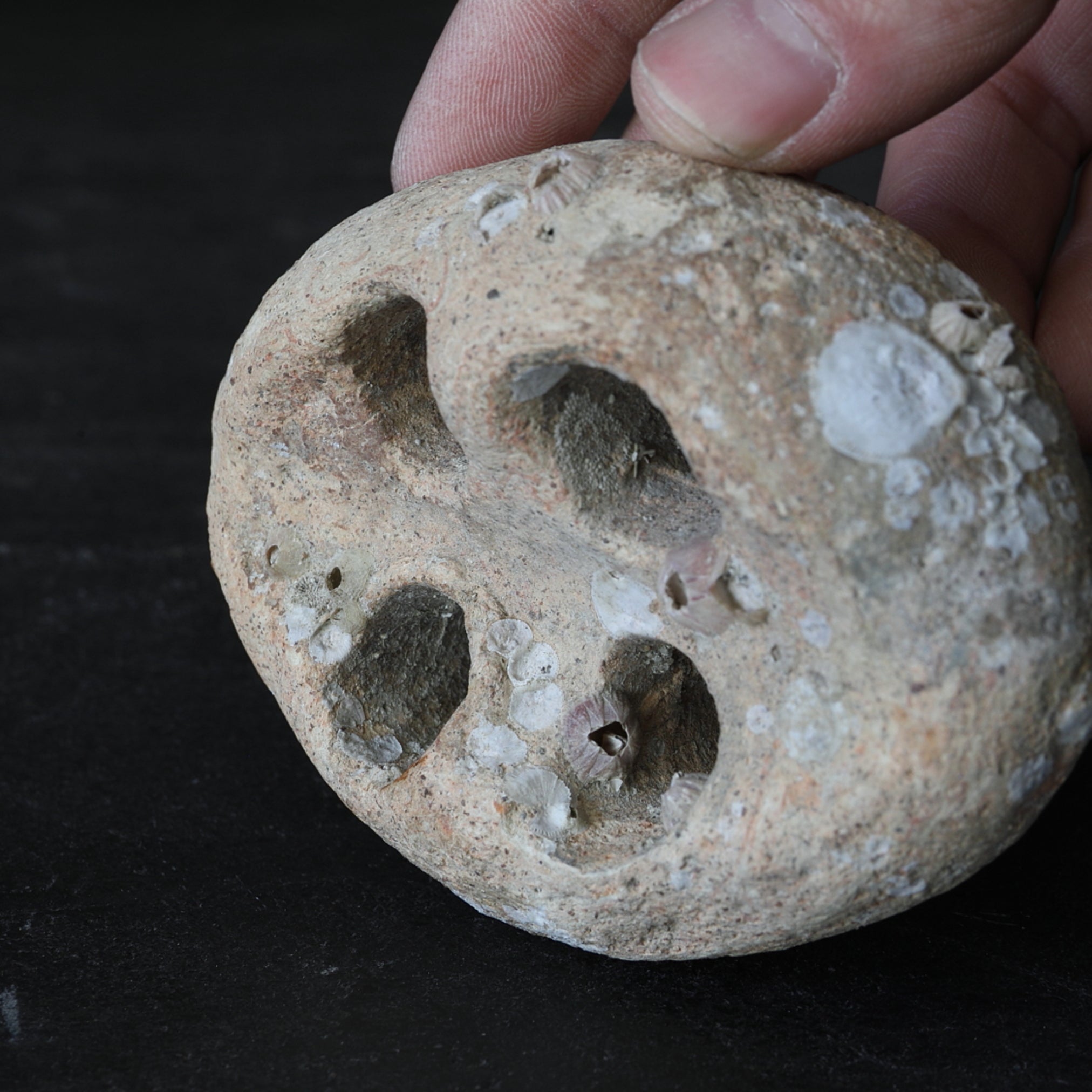 OBJETO DISCOIDAL PERFORADO, Loza, Recuperado del mar, Mitate(soporte para flores), Período Jomon(10000–300 a. C.)