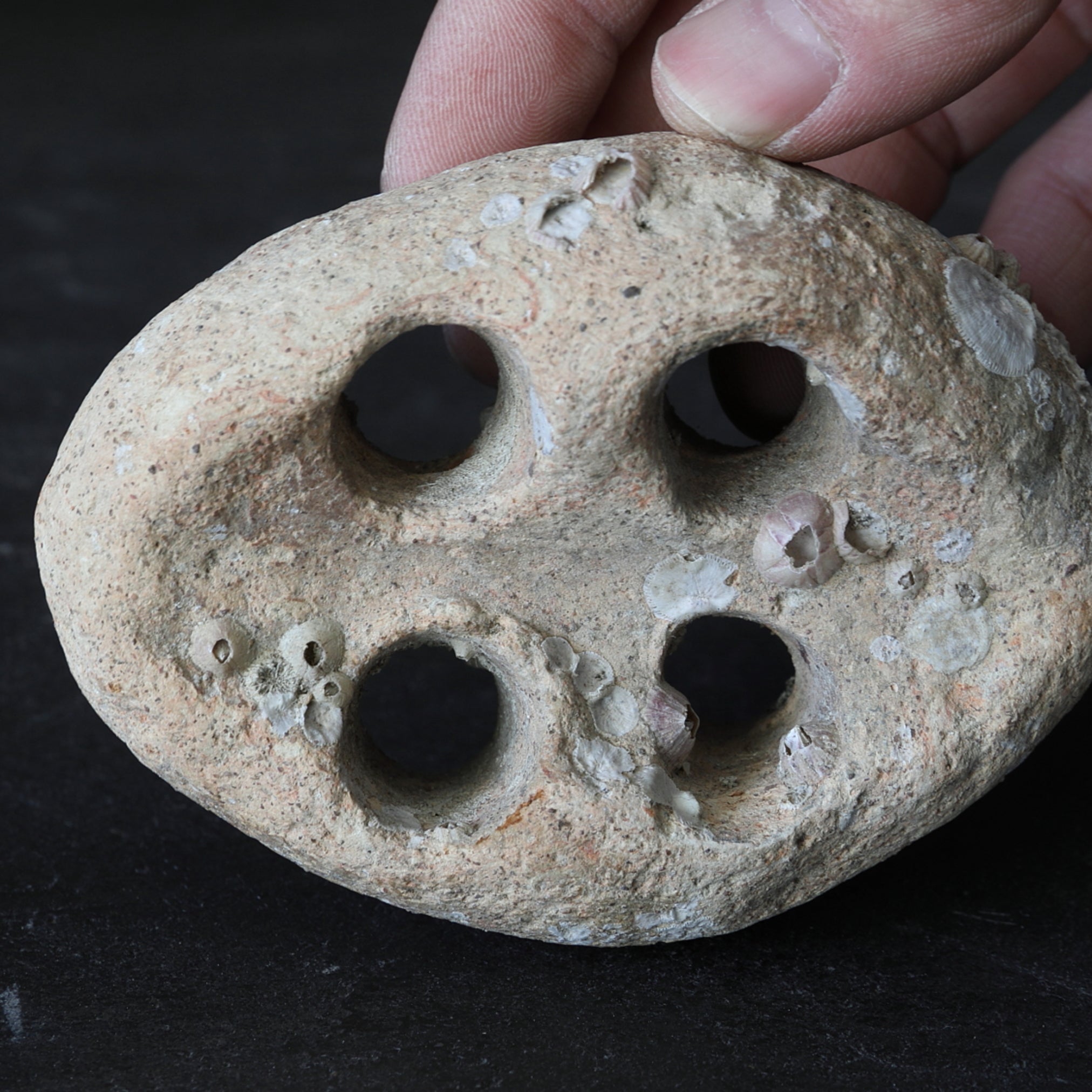 OBJETO DISCOIDAL PERFORADO, Loza, Recuperado del mar, Mitate(soporte para flores), Período Jomon(10000–300 a. C.)