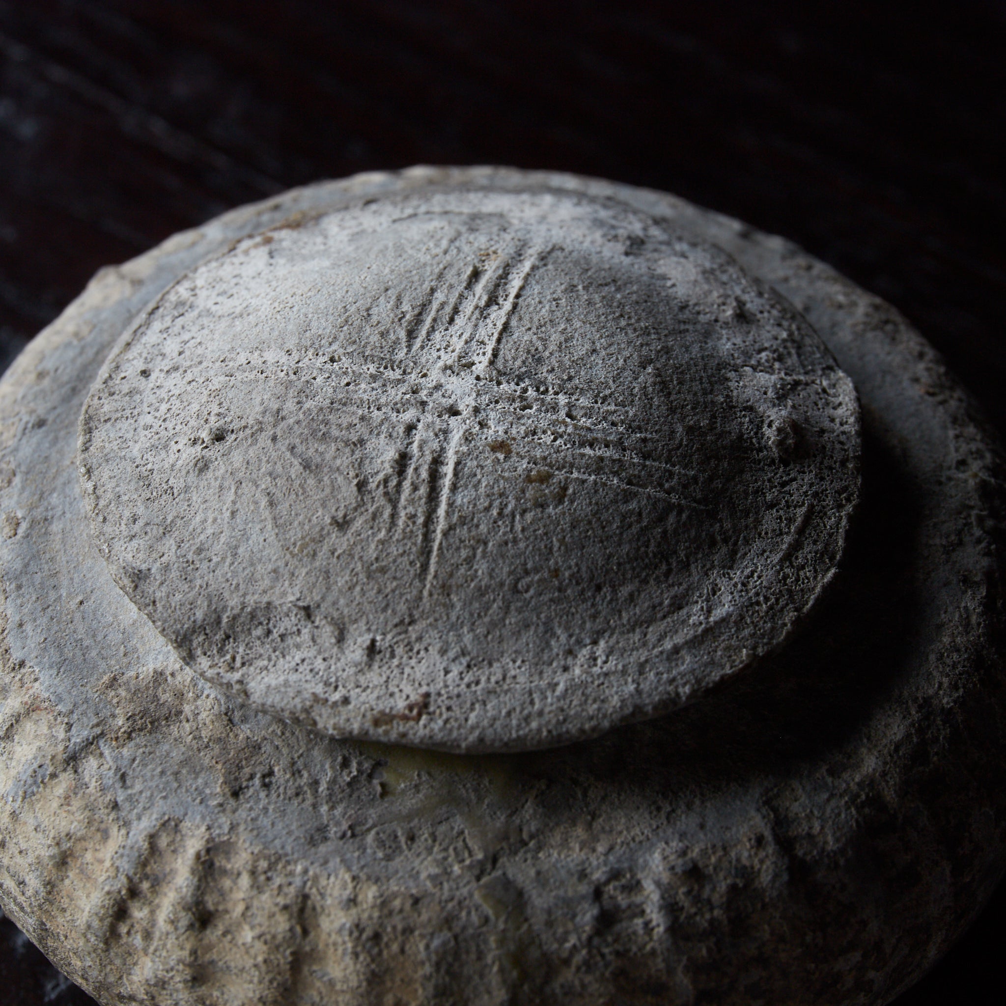 KLEINE DECKELDOSE, Ko-Seto, Kamakura-Zeit（1185–1333 n. Chr.）