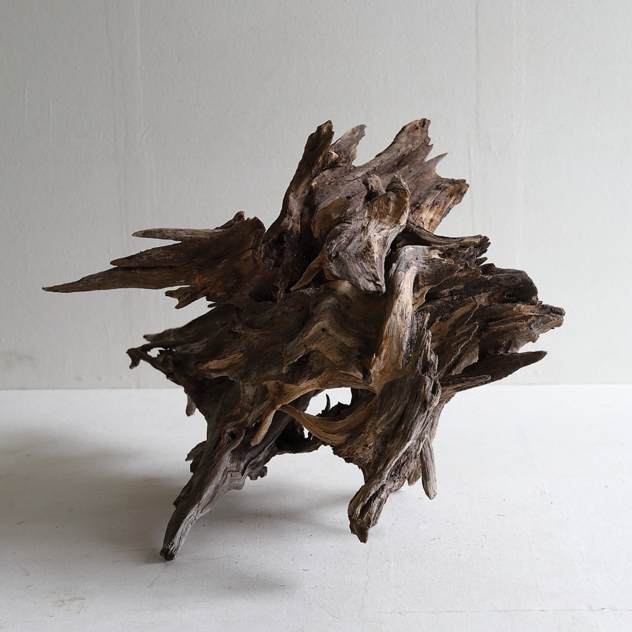 dry driftwood object