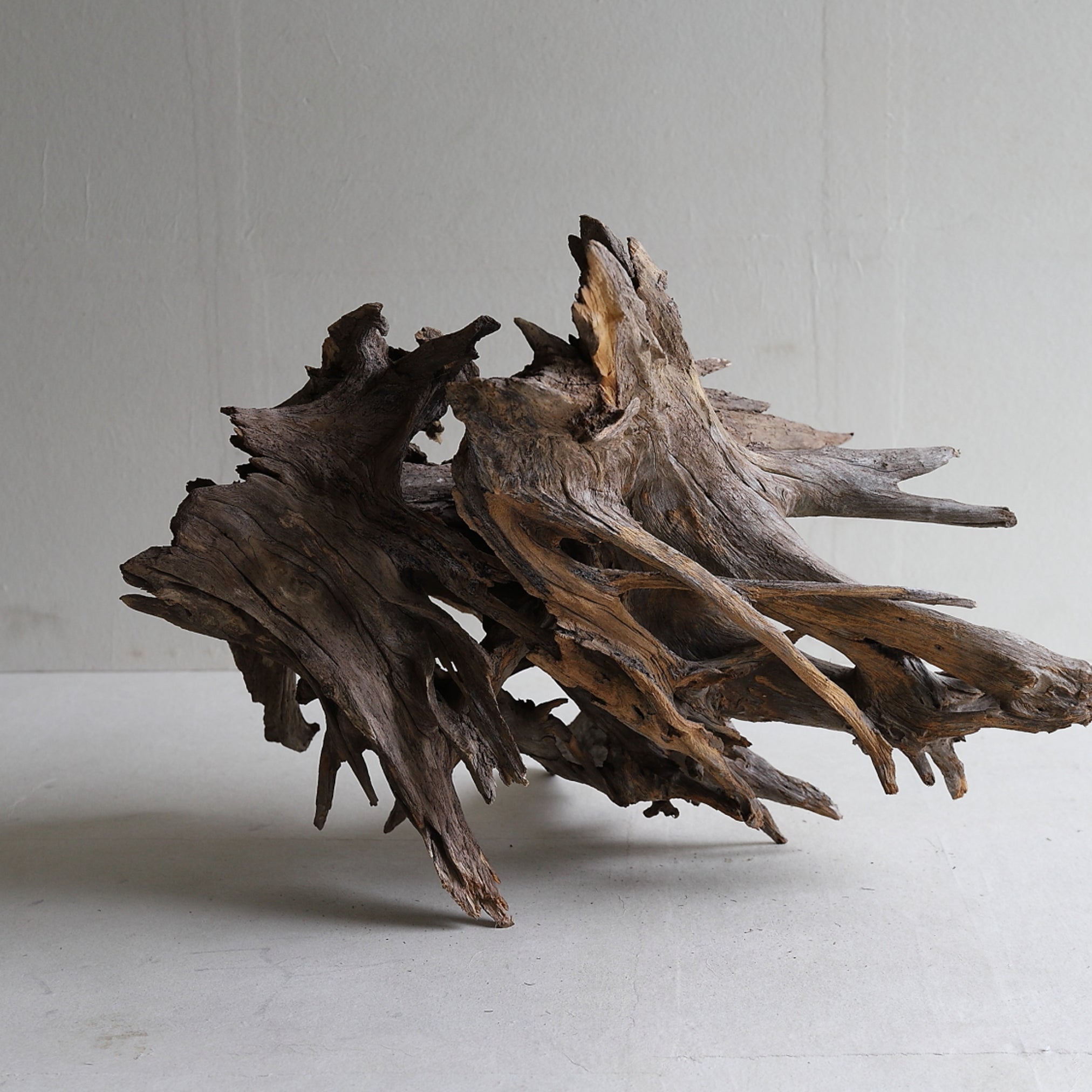 dry driftwood object