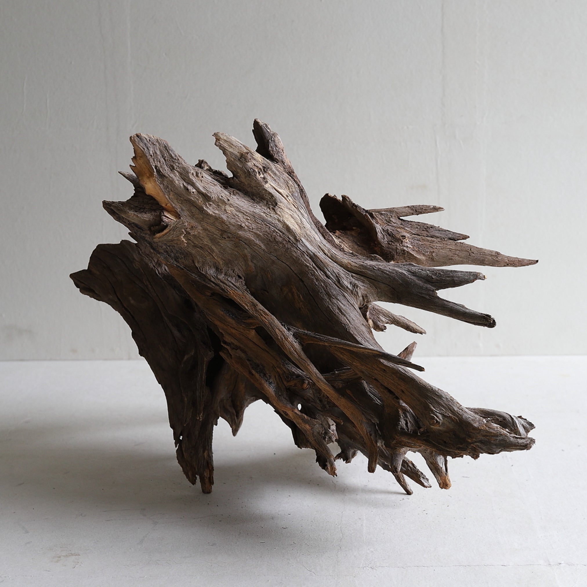 dry driftwood object