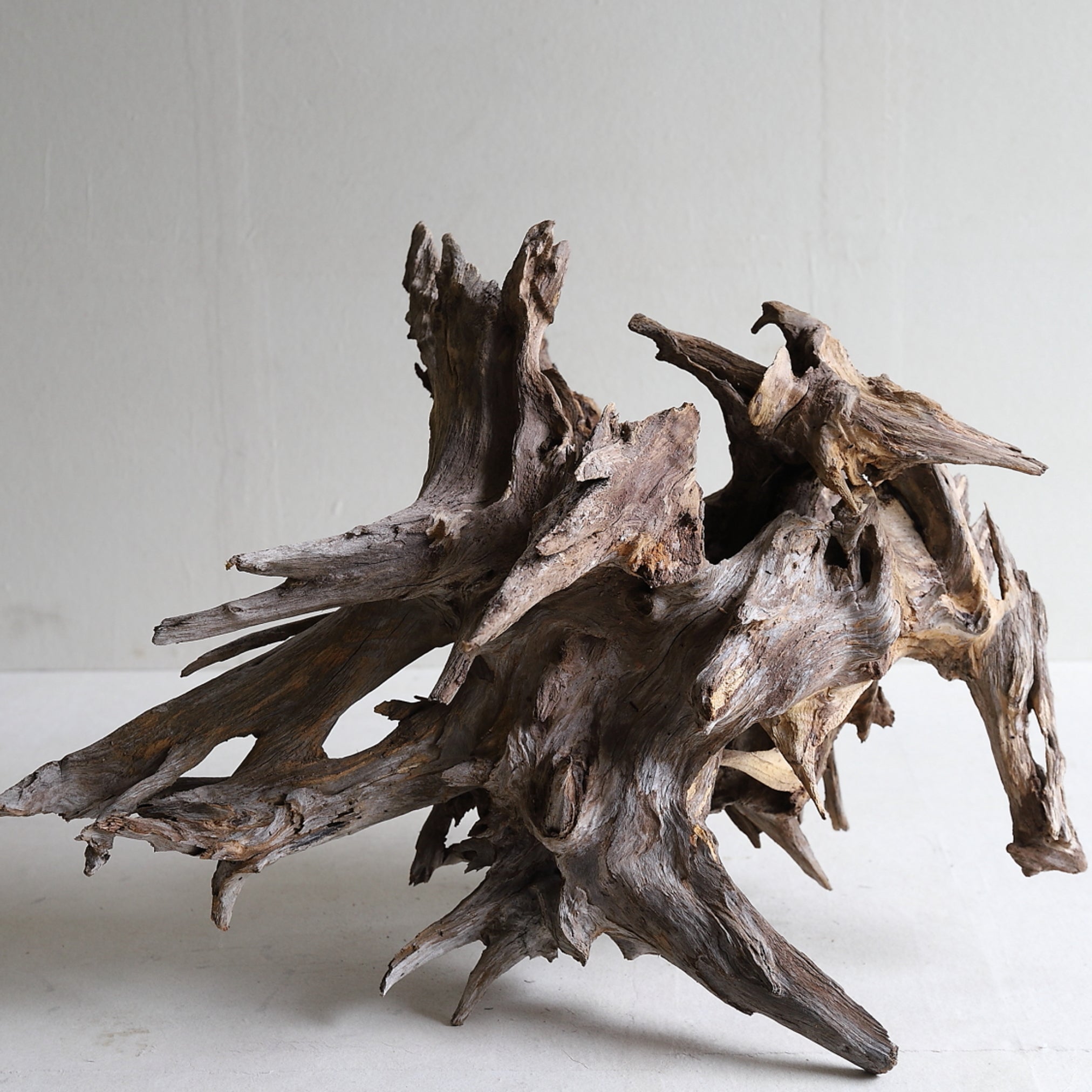 dry driftwood object