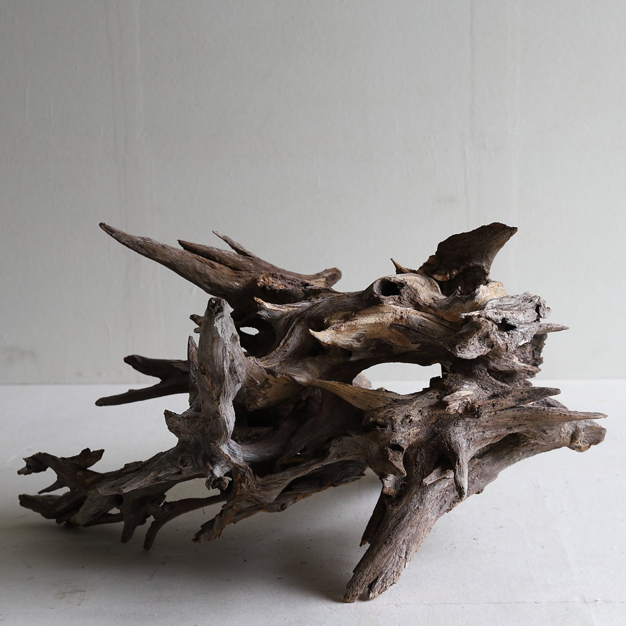 dry driftwood object