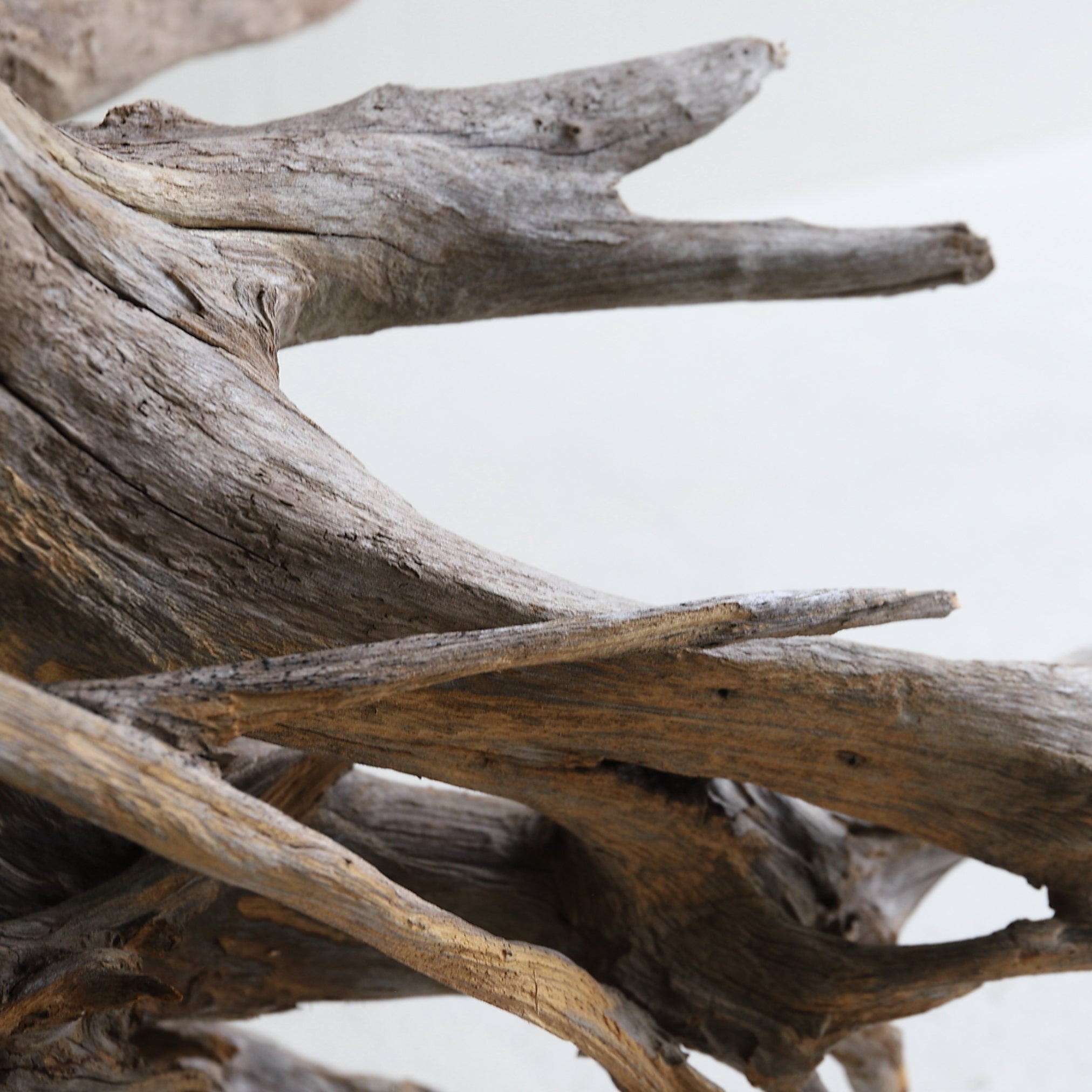 dry driftwood object