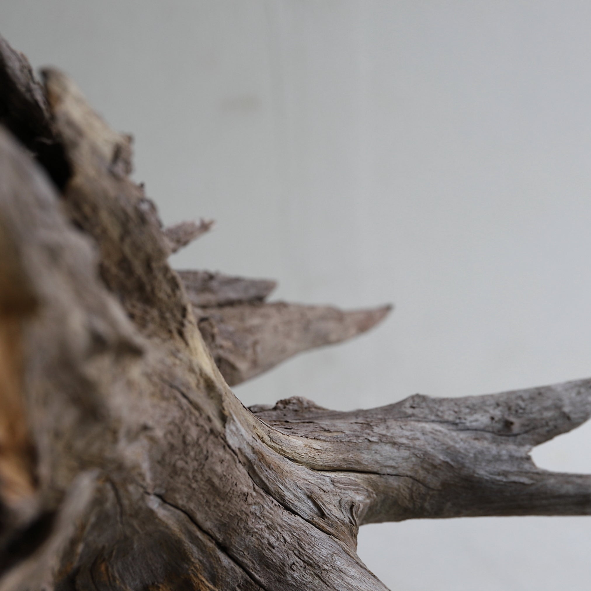 dry driftwood object