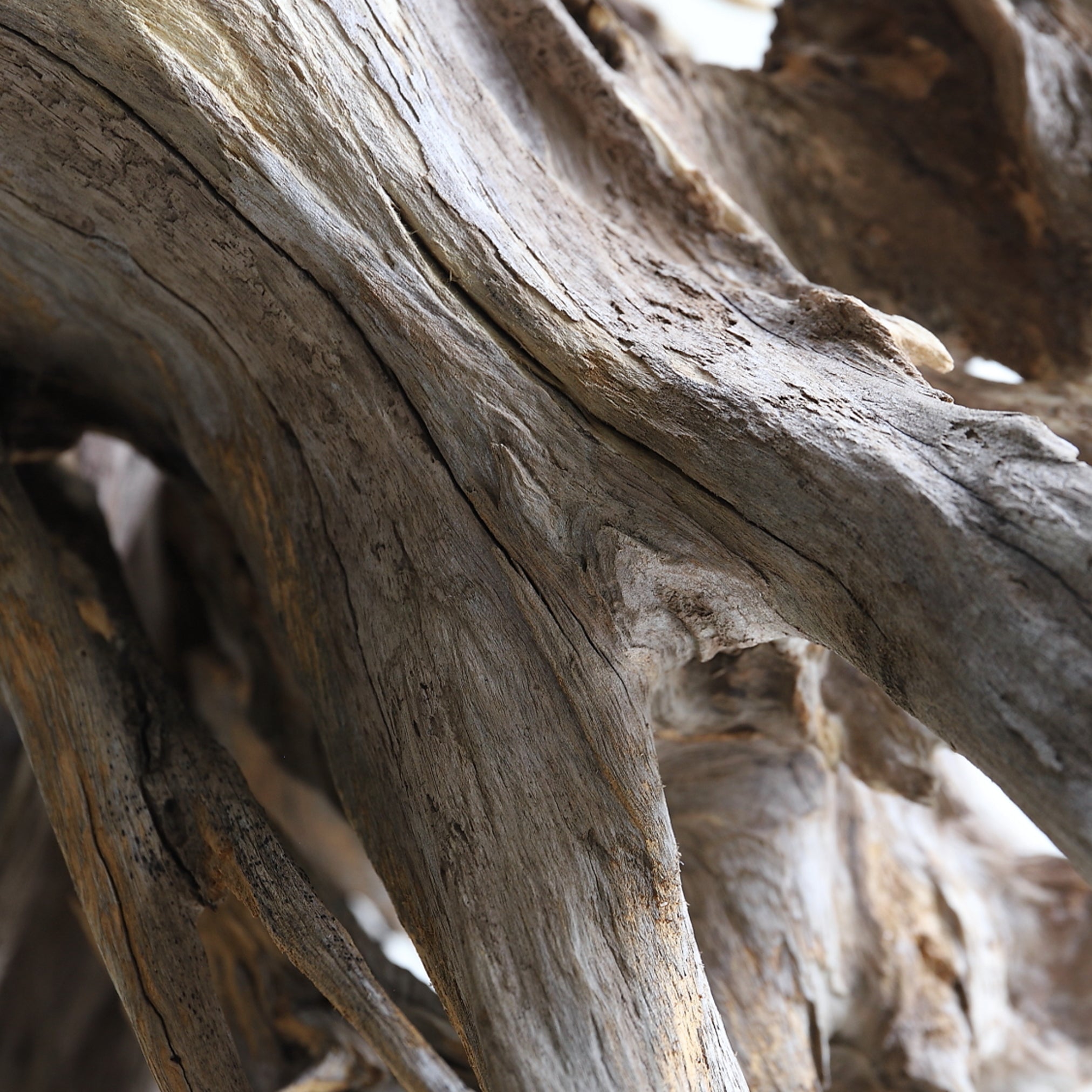 dry driftwood object