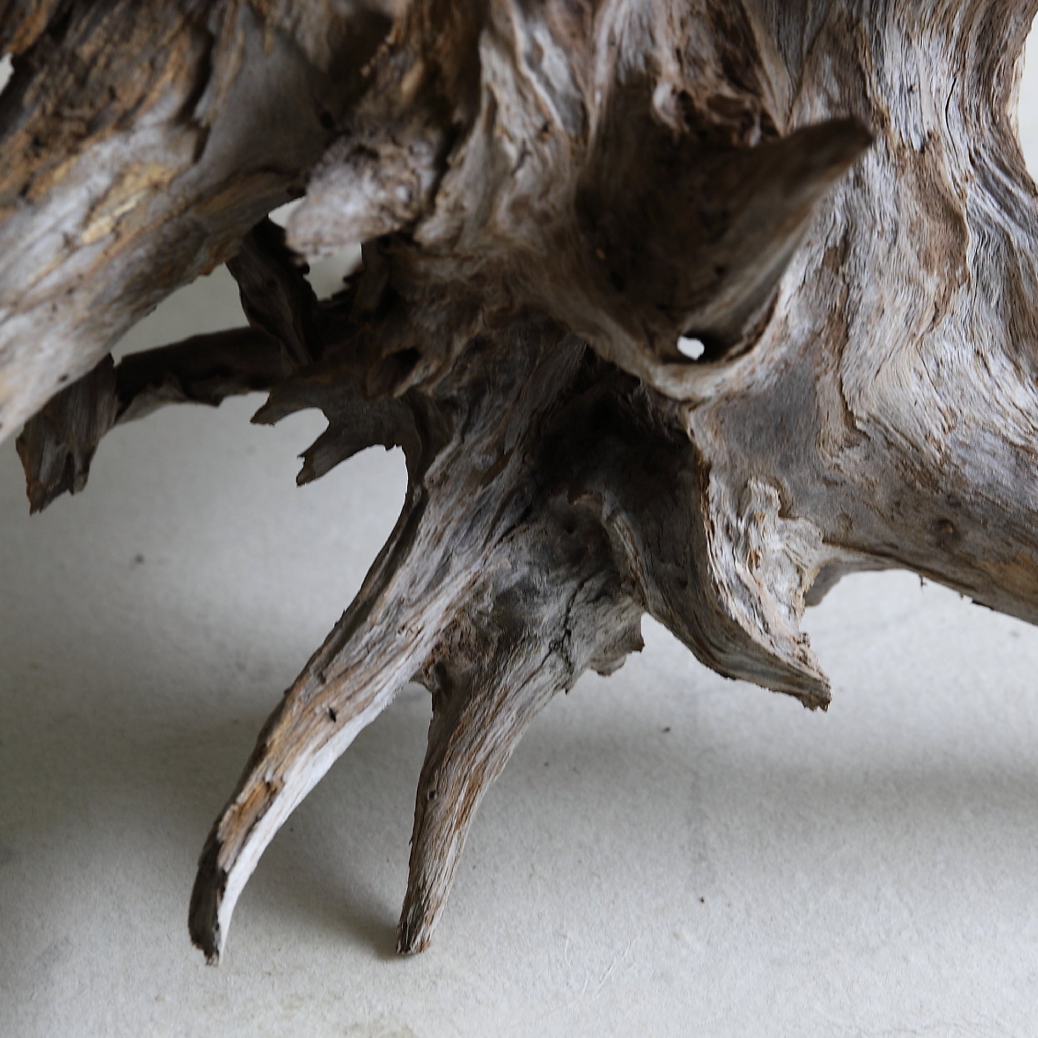 dry driftwood object